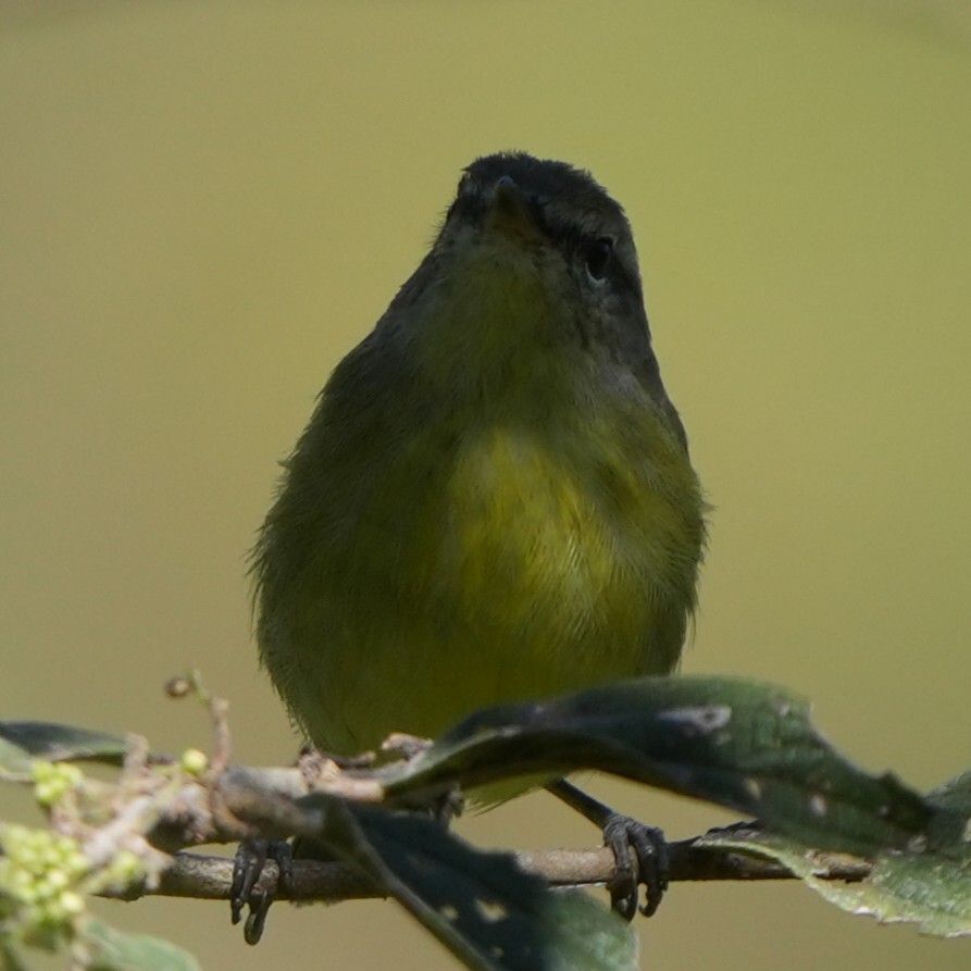 Island Leaf Warbler illustration