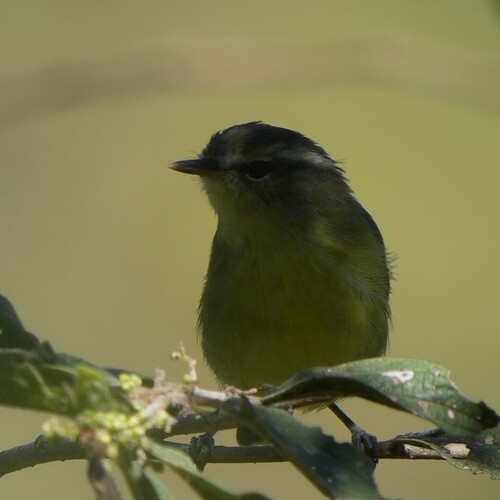 Numfor Leaf Warbler (Phylloscopus maforensis), photo 4