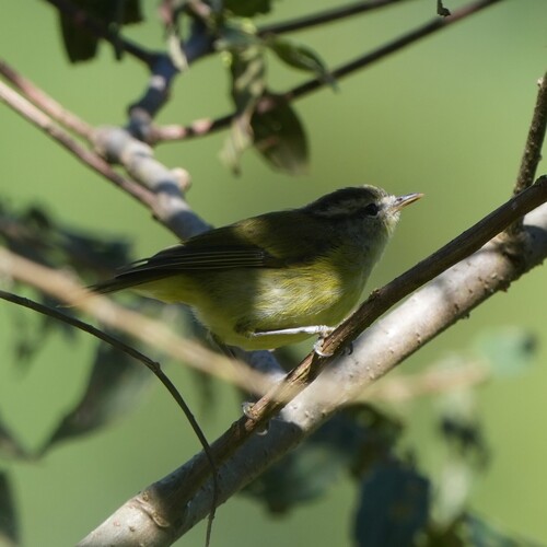 Numfor Leaf Warbler (Phylloscopus maforensis), photo 7