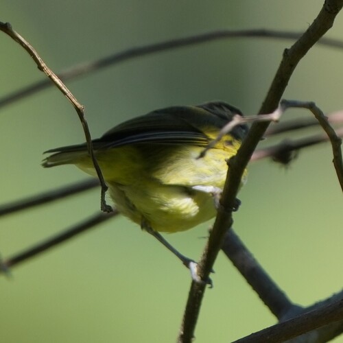 Numfor Leaf Warbler (Phylloscopus maforensis), photo 8