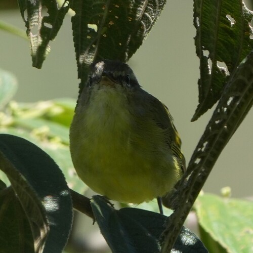 Numfor Leaf Warbler (Phylloscopus maforensis), photo 9