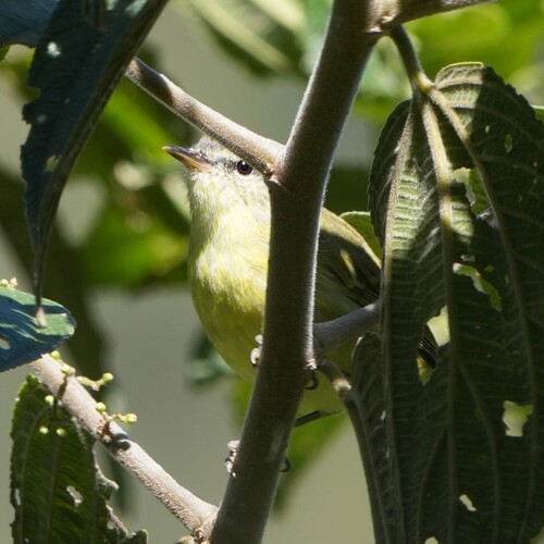 Numfor Leaf Warbler (Phylloscopus maforensis), photo 10