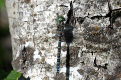 Aeshna canadensis