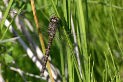Aeshna canadensis