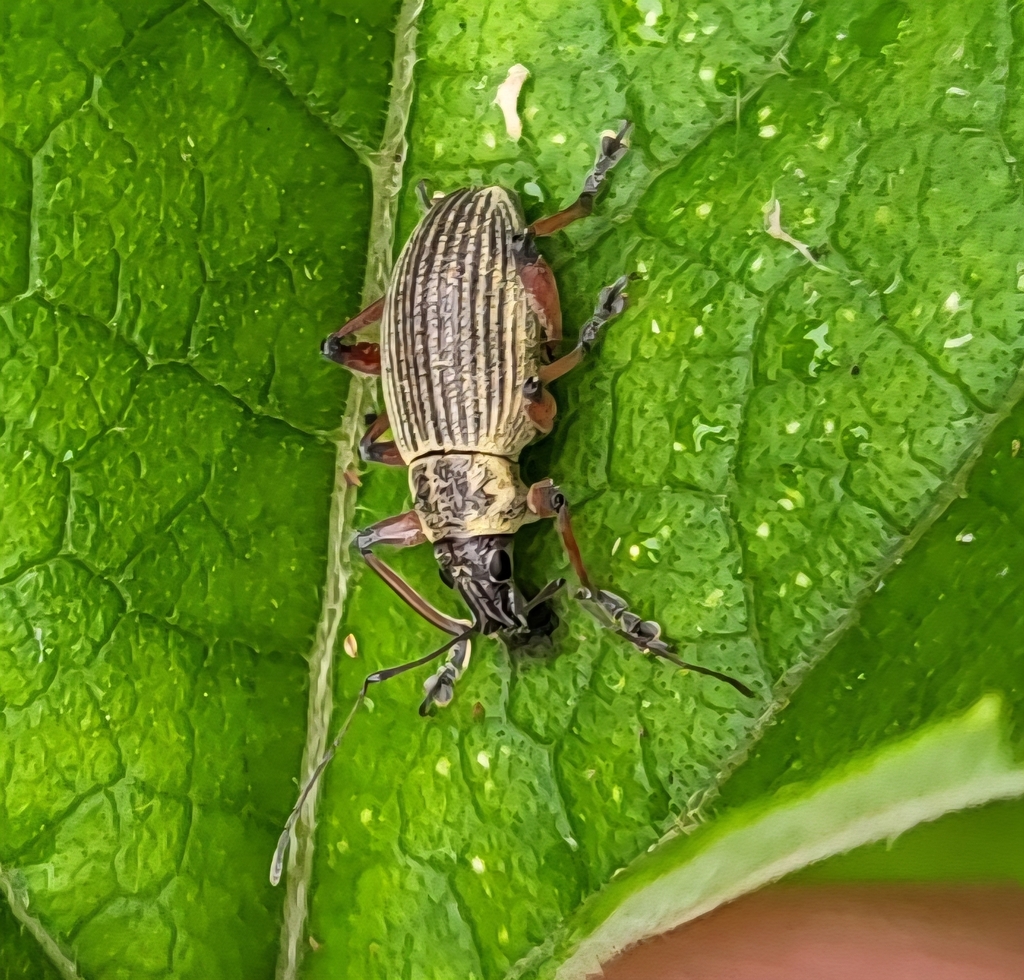 Travelling Splitnose Weevil