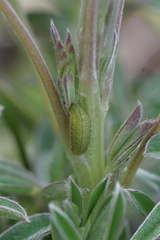 Icaricia icarioides blackmorei