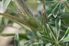 Icaricia icarioides blackmorei