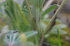 Icaricia icarioides blackmorei