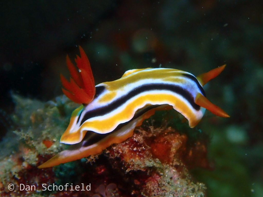 Chromodoris colemani