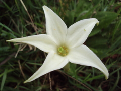 Jaborosa integrifolia