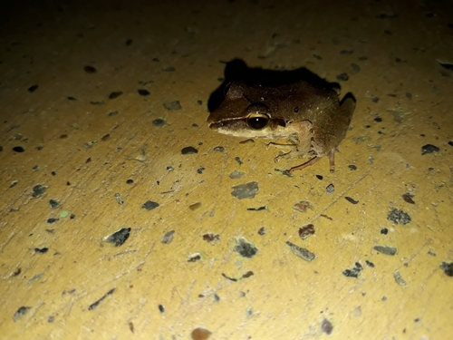 Robber Frog, Craugastor raniformis