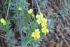 Lithospermum cobrense