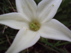 Jaborosa integrifolia