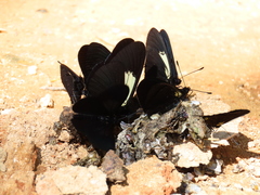 Altinote ozomene nox