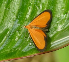 Eudulini