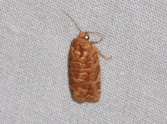 Choristoneura houstonana