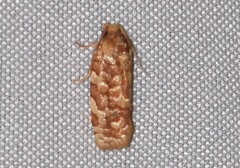 Choristoneura houstonana