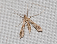 Lineodes interrupta