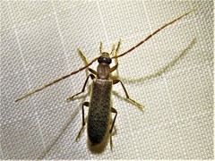 Sparedrus aspersus