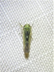 Macrosteles quadrilineatus