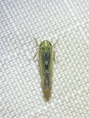 Macrosteles quadrilineatus
