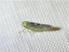 Macrosteles quadrilineatus
