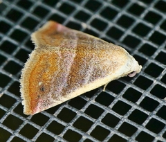 Eublemma cinnamomea