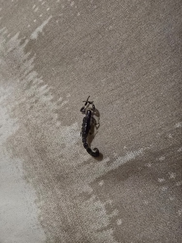 Yellow Lesser-Thicktail Scorpion