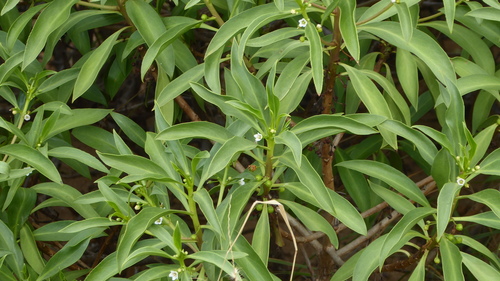 Myoporum sandwicense