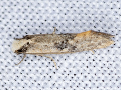 Monopis argillacea
