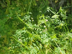 Vicia disperma