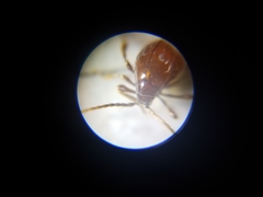 Gibbium aequinoctiale