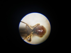 Gibbium aequinoctiale