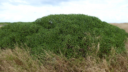 Myoporum sandwicense