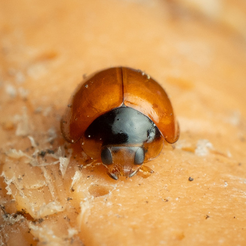 Exochomus childreni (Exochomus childreni), a species recorded in Florida