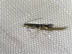 Cosmopterix pulchrimella