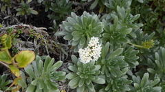 Heliotropium anomalum