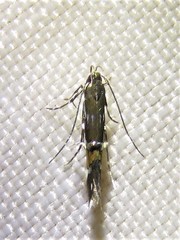 Cosmopterix pulchrimella