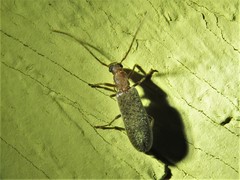 Sparedrus aspersus