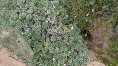 Heliotropium anomalum