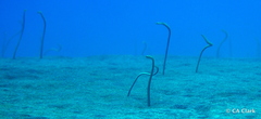 Gorgasia hawaiiensis