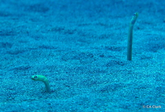 Gorgasia hawaiiensis