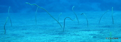 Gorgasia hawaiiensis