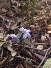 Pseuderanthemum variabile