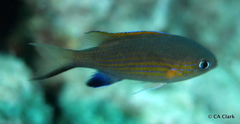 Pycnochromis vanderbilti