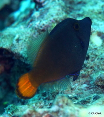 Pervagor aspricaudus