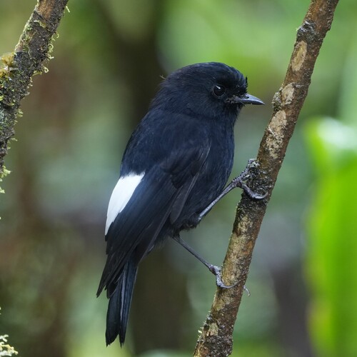 White-winged Robin (Melanodryas sigillata), photo 9