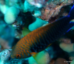 Centropyge potteri