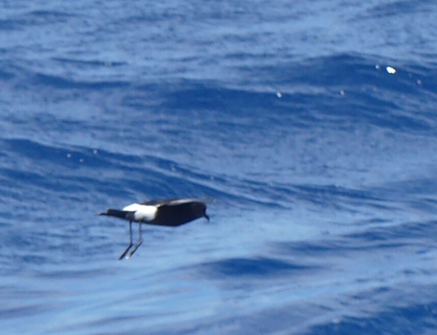 Wilson's storm-petrel flying low over blue water, showing its white rump