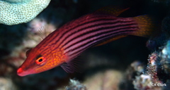 Pseudocheilinus octotaenia